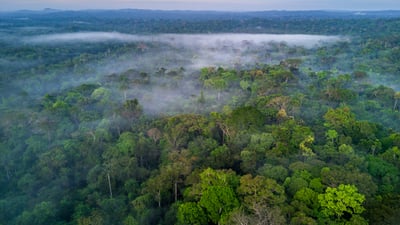 Bing wallpaper September 5, 2025. Névoa sobre a copa da Floresta Amazônica (© Ignacio Palacios/Getty Images)