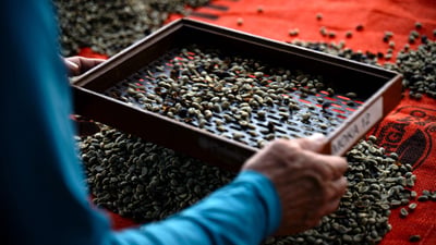 Bing wallpaper May 24, 2024. Um trabalhador peneira grãos de café na fazenda de café Camocim em Domingos Martins, Espírito Santo (© Carl de Souza/Getty Images)
