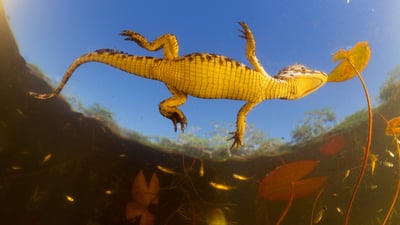 Bing wallpaper January 8, 2025. Jacaré (Caiman yacare) bebê visto de baixo (© Luciano Candisani/Minden Pictures)