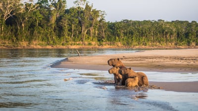 Bing wallpaper August 10, 2025. Família de capivaras às margens da floresta amazônica no Parque Nacional de Manu, Peru (© RPBMedia/iStock/Getty Images Plus)