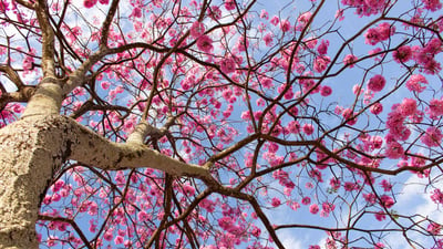 Bing wallpaper September 21, 2024. Vista de baixo ângulo de uma árvore com flores cor-de-rosa contra o céu, Distrito Federal (© Bruno Couto via 500px/GettyImages)