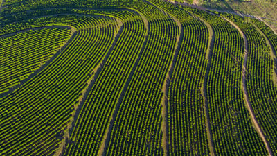 Bing wallpaper July 29, 2024. Imagem aérea de uma plantação de café, Brasil (© Murilo Gualda/Getty Images)