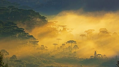 Bing wallpaper October 31, 2024. Pinheiros de araucária em um amanhecer enevoado, paisagem próxima a Gramado, Rio Grande do Sul (© iStock/Getty Images Plus/Getty Images)