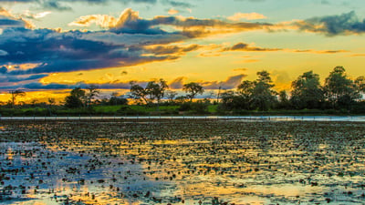 Bing wallpaper May 3, 2024. Colorido atardecer en Pantanal, Brasil (© filipefrazao/Getty Images)
