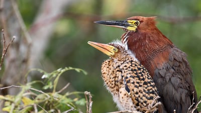 Bing wallpaper August 11, 2024. Garça-tigre-ruiva (Tigrisoma lineatum) adulta e filhote no ninho, Mato Grosso, Pantanal (© Ben Cranke/Minden)