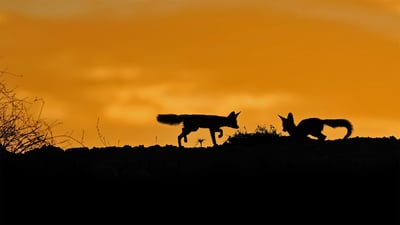 Bing wallpaper July 3, 2020. Cape foxes in the Kalahari Desert, South Africa (© NSP-RF/Alamy)