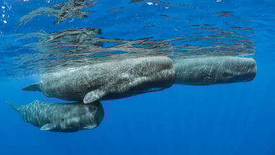 Bing wallpaper February 18, 2024. Sperm whale pod surfacing, Dominica (© Franco Banfi/Minden Pictures)
