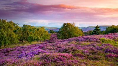 Bing wallpaper September 21, 2020. Purple and pink heather on heathland near Studland, Dorset, England (© allou/iStock/Getty Images Plus)