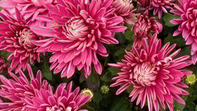 Bing wallpaper September 8, 2023. 菊の花 (© Maciej Figiel/Alamy Stock Photo)