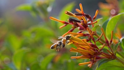 Bing wallpaper August 16, 2019. Bees drinking nectar (© Angela Parker/Offset)