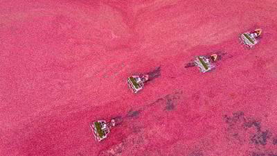Bing wallpaper September 17, 2020. Cranberry harvest seen from a drone, Vancouver (© Grant Faint/Getty Images)