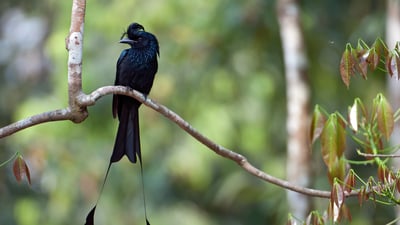 Bing wallpaper November 17, 2021. Greater racket-tailed drongo in Tripura, India (© Bernard Castelein/Minden Pictures)