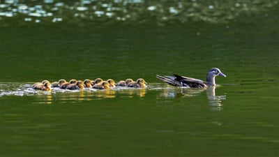 Bing wallpaper May 3, 2022. Mandarin duck hen with ducklings in South Korea (© VDCM image/Getty Images)