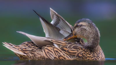 Bing wallpaper June 14, 2026. Mallard duck (© Philippe Paternolli/Getty Images)