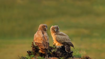 Bing wallpaper September 4, 2024. Dusky eagle-owls, Pakistan (© zahoor salmi/Getty Images)