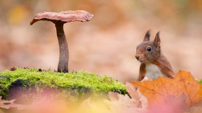Bing wallpaper January 21, 2025. Eurasian red squirrel (© Edwin Giesbers/Minden Pictures)