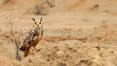 Bing wallpaper April 27, 2019. Eagle owl bird of prey in Karnataka. (© Anantha Murthy H S/iStock/Getty Images Plus)
