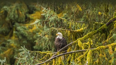 Bing wallpaper June 20, 2023. Bald eagle, Tongass National Forest, Alaska (© Jaynes Gallery/Shutterstock)