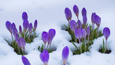 Bing wallpaper March 20, 2019. Crocus flowers (© Lorianne Ende/Getty Images)