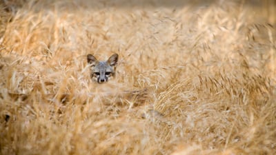 Bing wallpaper April 21, 2023. Island fox in Channel Islands National Park, California (© Ian Shive/Tandem Stills + Motion)