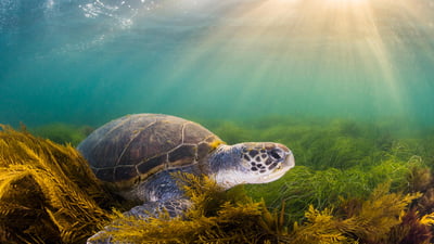 Bing wallpaper April 22, 2024. Green sea turtle, San Diego, California (© Ralph Pace/Minden Pictures)