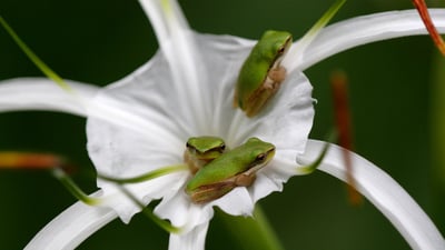 Bing wallpaper September 7, 2019. Eastern Sedgefrog (Litoria fallax) sheltering in a flower, Queensland (© Neil Bowman/Minden Pictures)