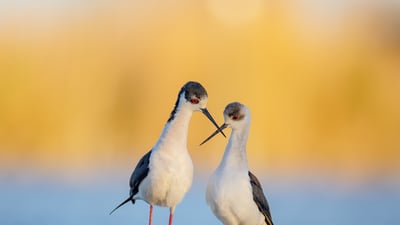 Bing wallpaper September 15, 2025. Dupla de aves pernilongo na França (© Antonio Sementa/500px/Getty Images)