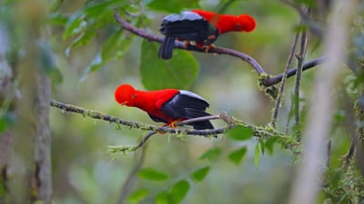 Bing wallpaper April 17, 2025. Andean cocks-of-the-rock, Ecuador (© Kit Day/Alamy)