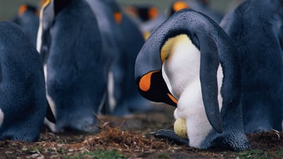 Bing wallpaper June 20, 2026. King penguin father checking egg (© McDonald Wildlife Photography Inc./Getty Images)