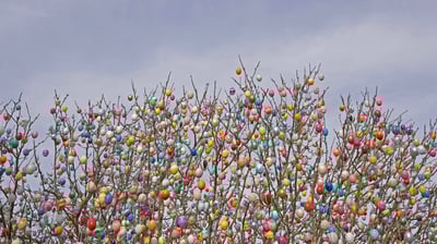 Bing wallpaper April 4, 2021. An Ostereierbaum (Easter egg tree) in Saalfeld, Germany (© Rudi Sebastian/Alamy)