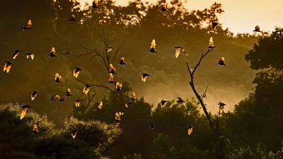 Bing wallpaper October 29, 2019. Straw-colored fruit bats in Kasanka National Park, Zambia (© Nick Garbutt/Minden Pictures)