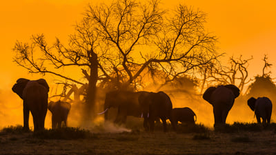 Bing wallpaper August 12, 2026. A group of elephants, Amboseli National Park, Kenya (© Ibrahim Suha Derbent/Getty Images)