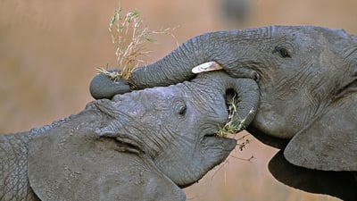 Bing wallpaper November 30, 2021. African bush elephants at Masai Mara National Reserve in Kenya (© Yva Momatiuk and John Eastcott/Minden Pictures)