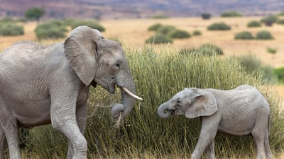 Bing wallpaper March 24, 2025. Desert elephant with calf feeding on tall grass, Namibia (© Christophe Courteau/Minden Pictures)