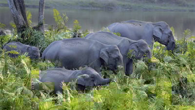 Bing wallpaper May 18, 2020. Asian Elephant (Elephas maximus indicus) herd in Kaziranga National Park, Assam (© Parameswaran Pillai Karunakaran/Minden Pictures)