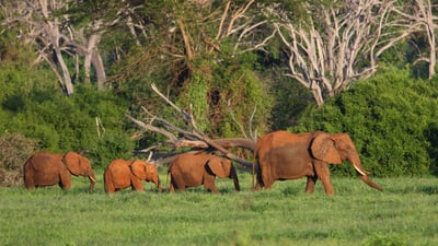 Bing wallpaper October 5, 2024. African elephants in Tsavo East National Park, Kenya (© Neil Bowman/Minden Pictures)