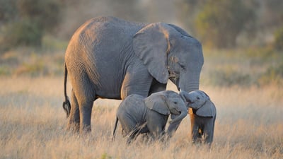 Bing wallpaper April 9, 2023. Elephant family in Amboseli National Park, Kenya (© Diana Robinson/Getty Images)