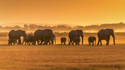 Bing wallpaper August 12, 2024. African elephants, Amboseli National Park, Kenya (© Ruzdi Ekenheim/Getty Images)