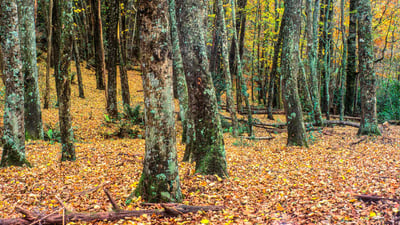 Bing wallpaper February 29, 2020. Historic nursery land in Emerald Lake Park, Victoria (© Givenworks/Getty Images)
