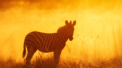 Bing wallpaper May 29, 2026. Zébreau dans le parc national d’Etosha, Namibie (© Sharon Heald/Nature Picture Library)