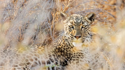 Bing wallpaper January 16, 2026. Leopard at Etosha National Park, Namibia (© Norbert Achtelik/Cavan Images)