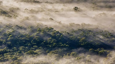 Bing wallpaper March 2, 2025. Eucalyptus trees, Megalong Valley, Blue Mountains National Park, NSW, Australia (© Andrew Peacock/TANDEM Stills + Motion)