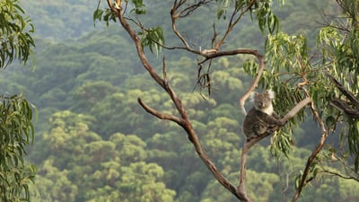 Bing wallpaper September 30, 2025. Koala in a eucalyptus tree, Great Otway National Park, Australia (© Jamie Lamb - elusive-images.co.uk/Getty Images)