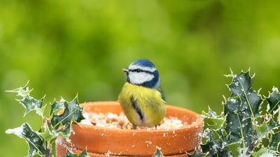 Bing wallpaper March 16, 2024. Eurasian blue tit, United Kingdom (© Anne Coatesy/iStock/Getty Images)