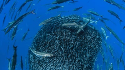 Bing wallpaper July 17, 2019. ｢ベイト・ボール｣ポルトガル, アゾレス諸島 (© Jordi Chias/Minden Pictures)