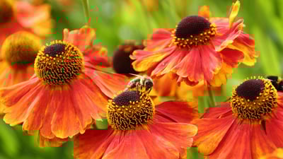 Bing wallpaper May 20, 2023. European honeybees in Sheffield, England (© Deborah Vernon/Alamy)