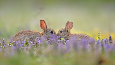 Bing wallpaper April 12, 2020. European rabbit kit greeting its parent, France (© Remy Courseaux/Minden Pictures)