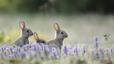 Bing wallpaper April 11, 2020. Junge Wildkaninchen (© Remy Courseaux/Minden Pictures)