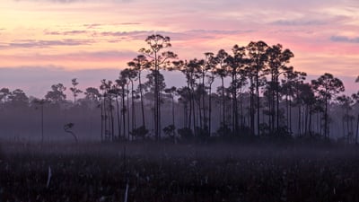 Bing wallpaper May 30, 2024. A stand of slash pines and sawgrass prairie, Everglades National Park, Florida (© Jonathan Gewirtz/Tandem Stills + Motion)