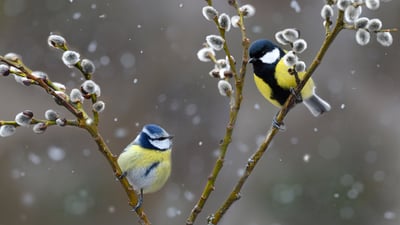 Bing wallpaper December 25, 2020. Blue tit (left) and great tit in snowfall, Northern Vosges Regional Nature Park, France (© Michel Rauch/Minden Pictures)